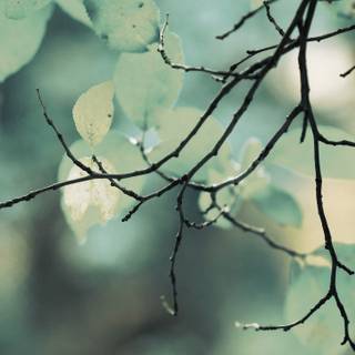 4k iMac winter wallpaper