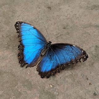 Real butterfly wallpaper