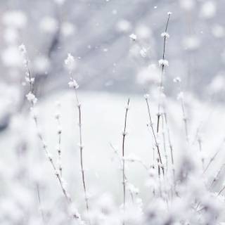 Plants winter wallpaper