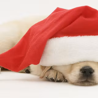 Aeshetic Christmas dog wallpaper