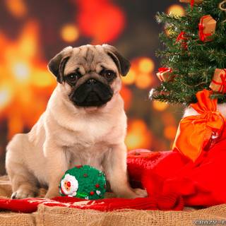 Aeshetic Christmas dog wallpaper