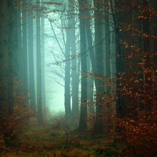 Misty autumn day wallpaper