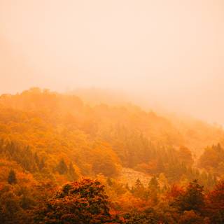 Autumn forest mountain fog wallpaper