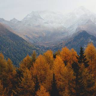 Autumn forest mountain fog wallpaper