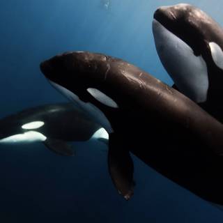 iPhone orca wallpaper