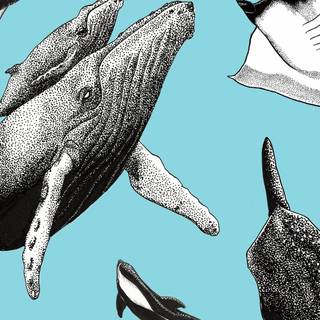 iPhone orca wallpaper