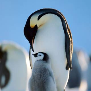 iPhone 13 Pro Max penguin wallpaper