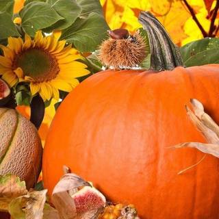 Fruit autumn wallpaper