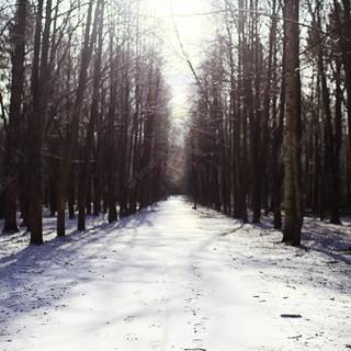 Winter road perspective wallpaper