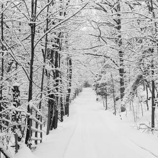 Rural winter 4k wallpaper