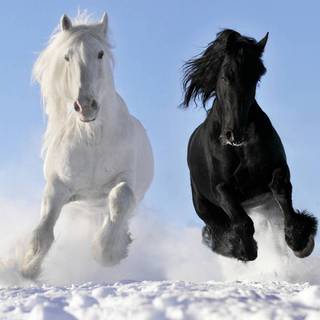Horse winter laptop wallpaper