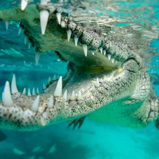Saltwater crocodile wallpaper