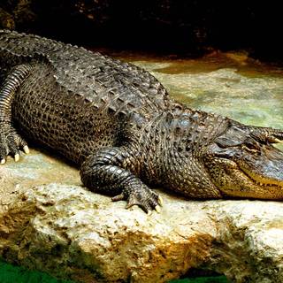 Saltwater crocodile wallpaper