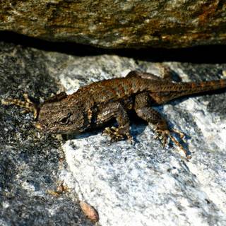 Eastern fence lizard wallpaper