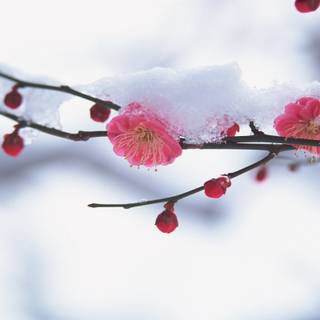 Winter bouquets wallpaper