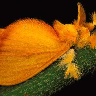 Fluffy moth wallpaper