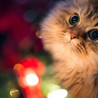 Cute animal Christmas laptop wallpaper