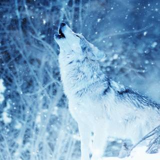 Wolf and winter wallpaper