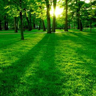 Green 1920x1080 wallpaper