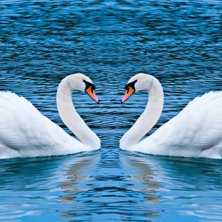 Mute swan wallpaper