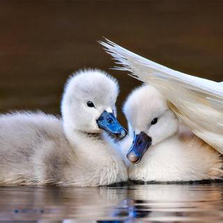 Mute swan wallpaper