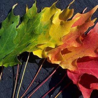 Autumn aesthetic 1280x1024 wallpaper