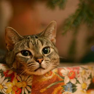 Christmas cats phone wallpaper