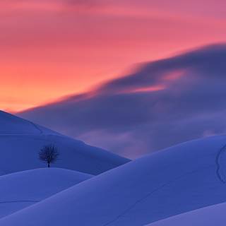 Winter sky trees wallpaper