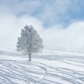 Winter sky trees wallpaper