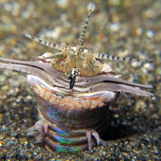 Bobbit worm wallpaper