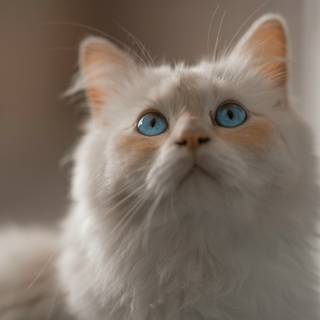 Birman cat wallpaper