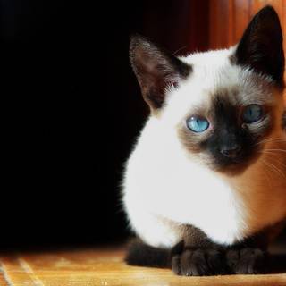 Birman cat wallpaper