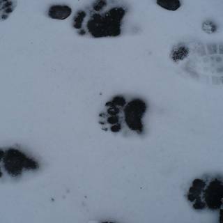 Snow paw prints wallpaper