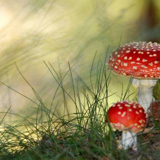 Mushroom laptop wallpaper