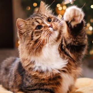 Cute Christmas tabby cats wallpaper