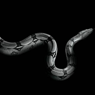 4k snake wallpaper