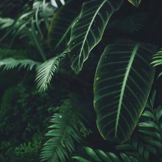 Green morning aesthetic wallpaper