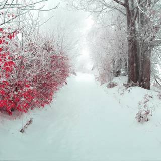 Winter forest ultrawide wallpaper