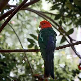 Australian King Parrot wallpaper