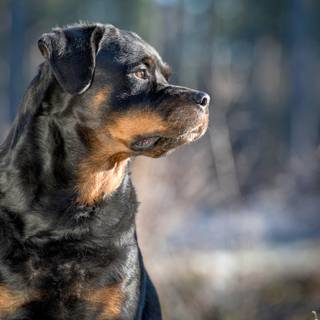 Big angry dogs wallpaper