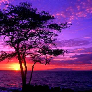 A purple sunset HD wallpaper