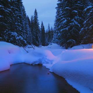 Christmas night tree wallpaper