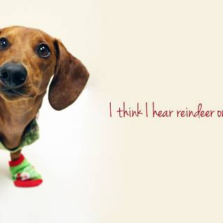 Laptop dog Christmas wallpaper