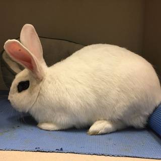 Blanc de Hotot bunny wallpaper