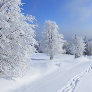 Day winter mobile wallpaper