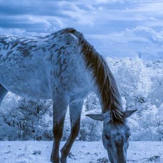 Winter horse iPhone wallpaper
