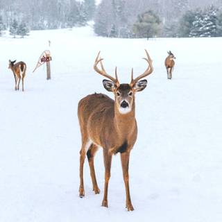 Cute winters wallpaper