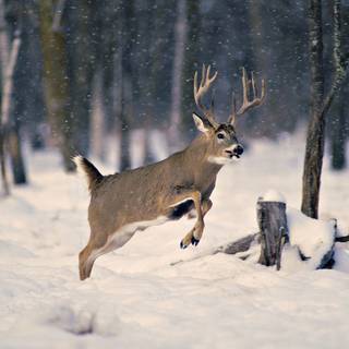 Animals and winter wallpaper