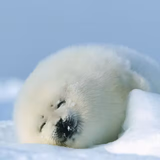 Animals and winter wallpaper