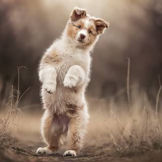 Puppy 2023 wallpaper